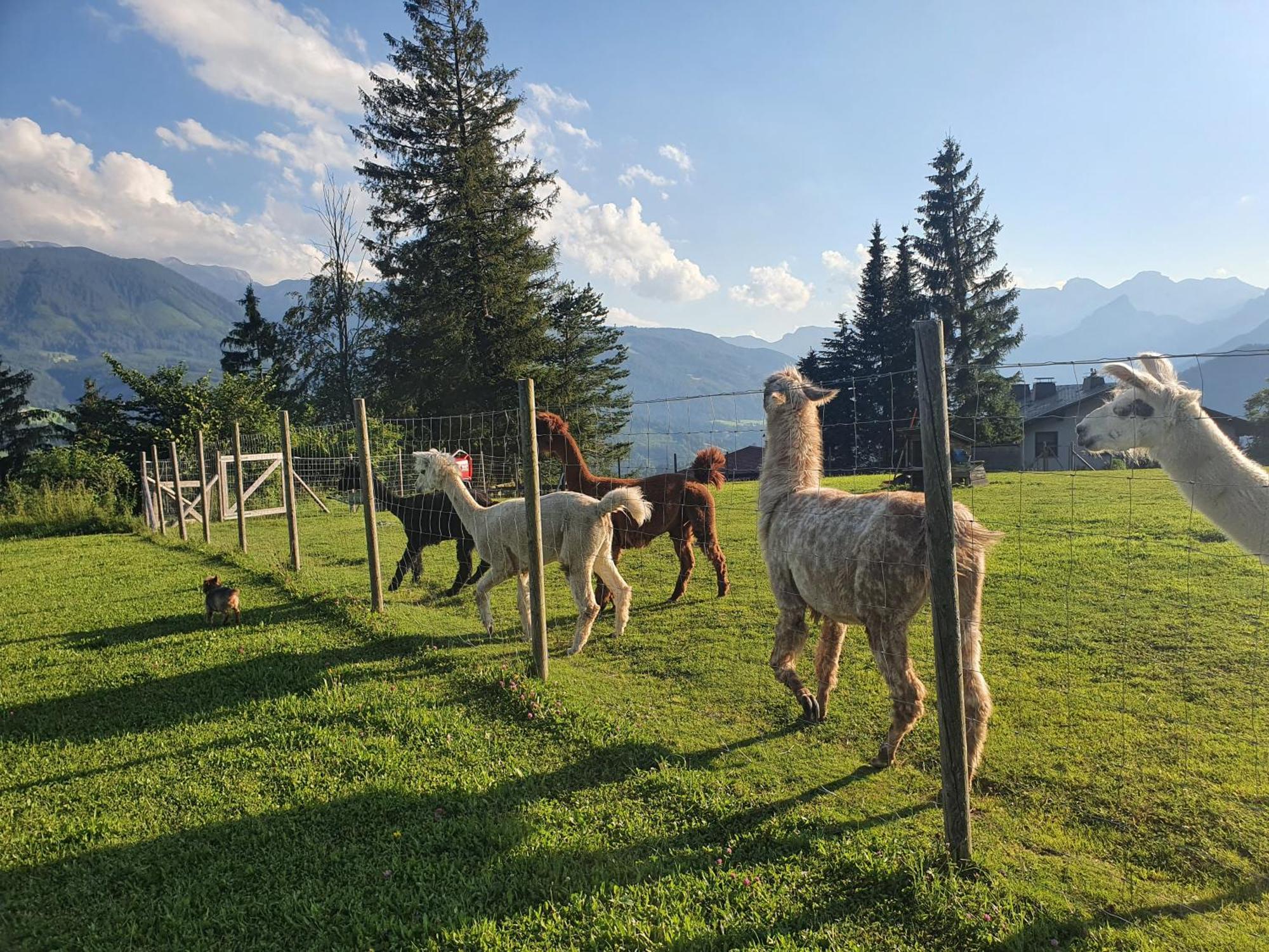 Pension Alpenhaus Vorderstoder Dış mekan fotoğraf